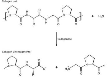 КОЛЛАГЕНАЗА КЛАСТРИДИУМ ГИСТОЛИТИКУМ (1Г) /COLLAGENASE FROM CLOSTRIDIUM HISTOLYTICUM