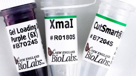 ДНК МОДИФИЦИРУЮЩИЙ ФЕРМЕНТ ЭНДОНУКЛЕАЗА РЕСТРИКЦИИ XMAI, РЕКОМБИНАНТНАЯ (10 000 Е.А./МЛ, 500 Е.А.), АРТ. R0180 S, NEW ENGLAND BIOLABS