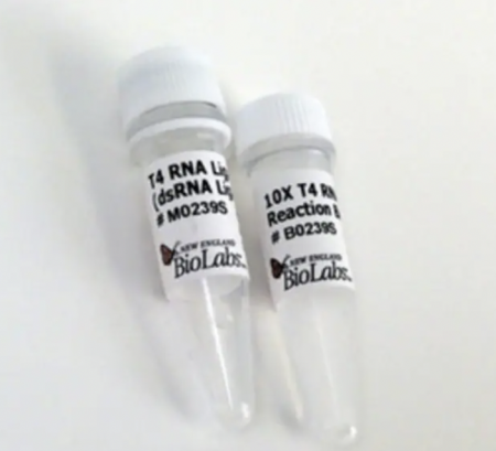 РНК МОДИФИЦИРУЮЩИЙ ФЕРМЕНТ T4 РНК-ЛИГАЗА 2 (ЛИГАЗА ДЦРНК) (10 000 Е.А./МЛ, 150 Е.А.), АРТ. M0239 S, NEW ENGLAND BIOLABS