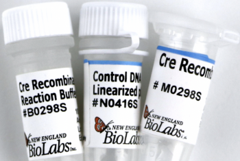 ДНК МОДИФИЦИРУЮЩИЙ ФЕРМЕНТ CRE-РЕКОМБИНАЗА (1 000 Е.А./МЛ, 250 Е.А.), АРТ. M0298 L, NEW ENGLAND BIOLABS