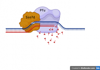 BLITZ ДНК-ПОЛИМЕРАЗА С БУФЕРОМ, 1 000 Е.А.