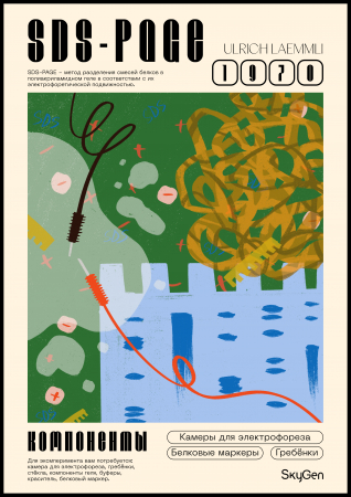 ПОСТЕР МЕТОД SDS-PAGE, SKYGEN