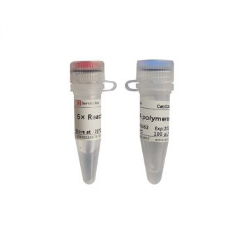 РНК-ПОЛИМЕРАЗА T7, 5000 ЕДИНИЦ