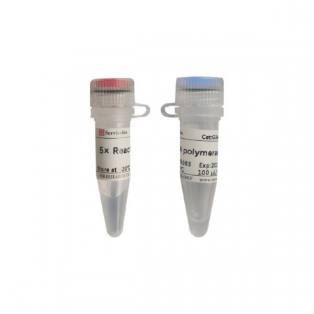 РНК-ПОЛИМЕРАЗА T7, 5000 ЕДИНИЦ