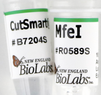 ДНК МОДИФИЦИРУЮЩИЙ ФЕРМЕНТ ЭНДОНУКЛЕАЗА РЕСТРИКЦИИ MFEI-HF™ (20 000 Е.А./МЛ, 500 Е.А.), АРТ. R3589 S, NEW ENGLAND BIOLABS