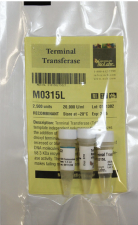 ДНК МОДИФИЦИРУЮЩИЙ ФЕРМЕНТ ТЕРМИНАЛЬНАЯ ТРАНСФЕРАЗА (20 000 Е.А./МЛ, 2 500 Е.А.), АРТ. M0315 L, NEW ENGLAND BIOLABS
