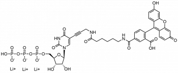 FAM-11-UTP, 6-ИЗОМЕР, 50 NMOL, 2714-50NMOL