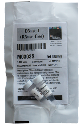 ДНК МОДИФИЦИРУЮЩИЙ ФЕРМЕНТ ДНКАЗА I (НЕТ РНКАЗНОЙ АКТИВНОСТИ) (2 000 Е.А./МЛ, 1 000 Е.А.), АРТ. M0303 S, NEW ENGLAND BIOLABS