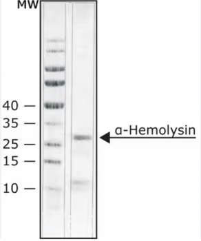 ?-ГЕМОЛИЗИН ИЗ STAPHYLOCOCCUS AUREUS, 1 МГ, АРТ. H9395-1MG, SIGMA-ALDRICH