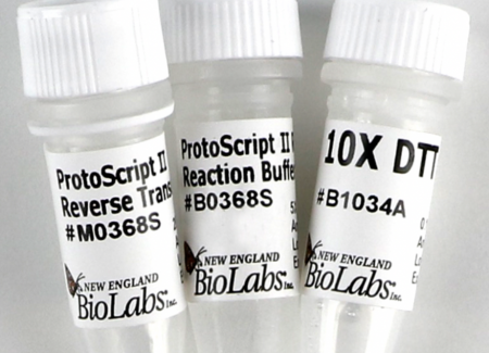 ФЕРМЕНТ-ПОЛИМЕРАЗА ОБРАТНАЯ ТРАНСКРИПТАЗА PROTOSCRIPT® II (200 000 Е.А./МЛ, 40 000 Е.А.), АРТ. M0368 X, NEW ENGLAND BIOLABS